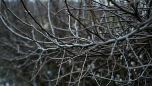 Read more about the article Tarnina żywopłot – czy warto? Poznaj wady (odrosty) i zalety (kolce)